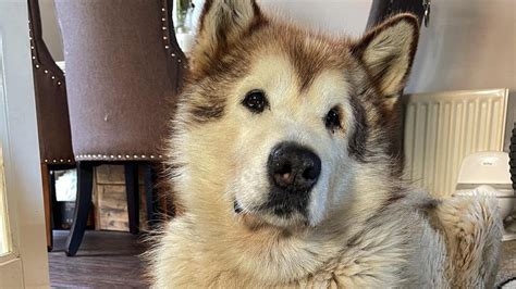 What makes Phil the Malamute so popular on YouTube .